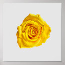 Search for yellow rose art Botanical