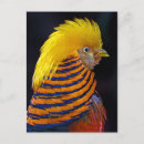 Search for animal prints postcards Feathers