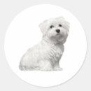 Search for fluffy dog stickers Adorable