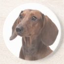 Search for dachshund coasters Weiner