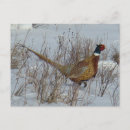 Search for pheasant postcards Hunting