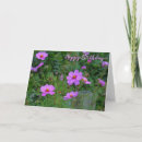 Search for cosmos photography Garden