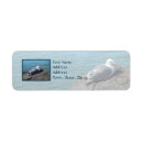 Search for seagull return address labels Birds