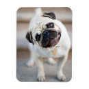 Search for pug magnets Puppy