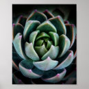 Search for plants photography Beautiful