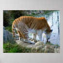 Search for indian posters Wild