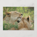 Search for leo postcards South africa