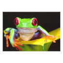 Search for david northcott posters Nicaragua