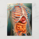 Search for complexity postcards Circulatory system