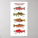 Search for chinook art Salmon