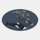 Search for orca stickers Black and white