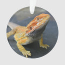 Search for bearded dragon home decor Animals