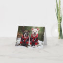 Search for staffordshire bull terrier christmas cards Staffie