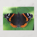 Search for insect postcards Pollinator