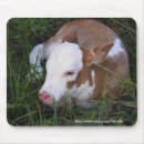 Search for steers mouse mats Cows