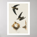 Search for swift Bird