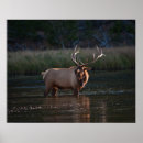 Search for bugle posters Wildlife