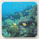 Search for tropical reef coasters Animal
