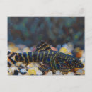 Search for juvenile postcards Fish