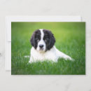 Search for newfoundland dog cards Landseer