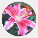 Search for stargazer lily stickers Garden