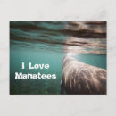 Search for manatee postcards Water
