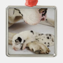 Search for harlequin great dane decor Animal