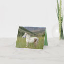 Search for mountain other Animal