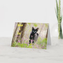 Search for animal charity cards Cat
