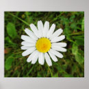 Search for common daisy White