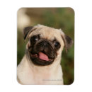 Search for panting magnets Puppies