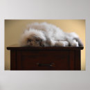 Search for ragdoll cat art Cute