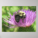Search for bumble bee posters Purple