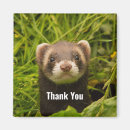 Search for ferret magnets Cute animal