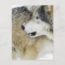 Search for timber wolf postcards Nature