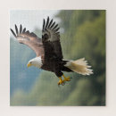 Search for flying eagle photography Nature