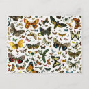 Search for lithograph horizontal postcards Illustration