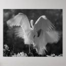 Search for egrets posters Florida