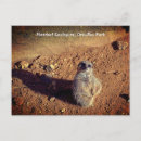 Search for mongoose postcards Meerkats