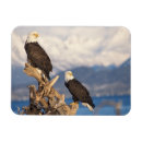 Search for steve magnets North america