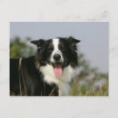 Search for headshot postcards Dog
