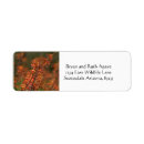 Search for agave return address labels Succulent