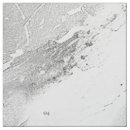 Search for pima cotton fabric Quilting