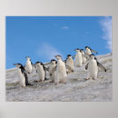Search for chinstrap penguin posters Wildlife
