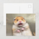 Search for hamster postcards Guinea pig