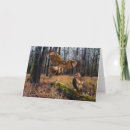 Search for red tails cards Nature