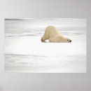 Search for hudsons bay posters Bear