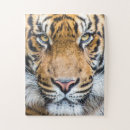 Search for tiger face puzzles Big cat