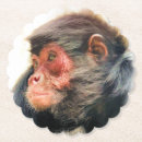 Search for monkey coasters Cute