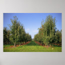 Search for apple orchard posters Landscape
